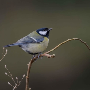 Redwell   26 1 2017 (58 Of 156).jpg